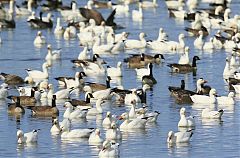 Snow Goose